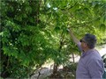 Συνεχίζεται η βιολογική αντιμετώπιση της σφήκας της καστανιάς